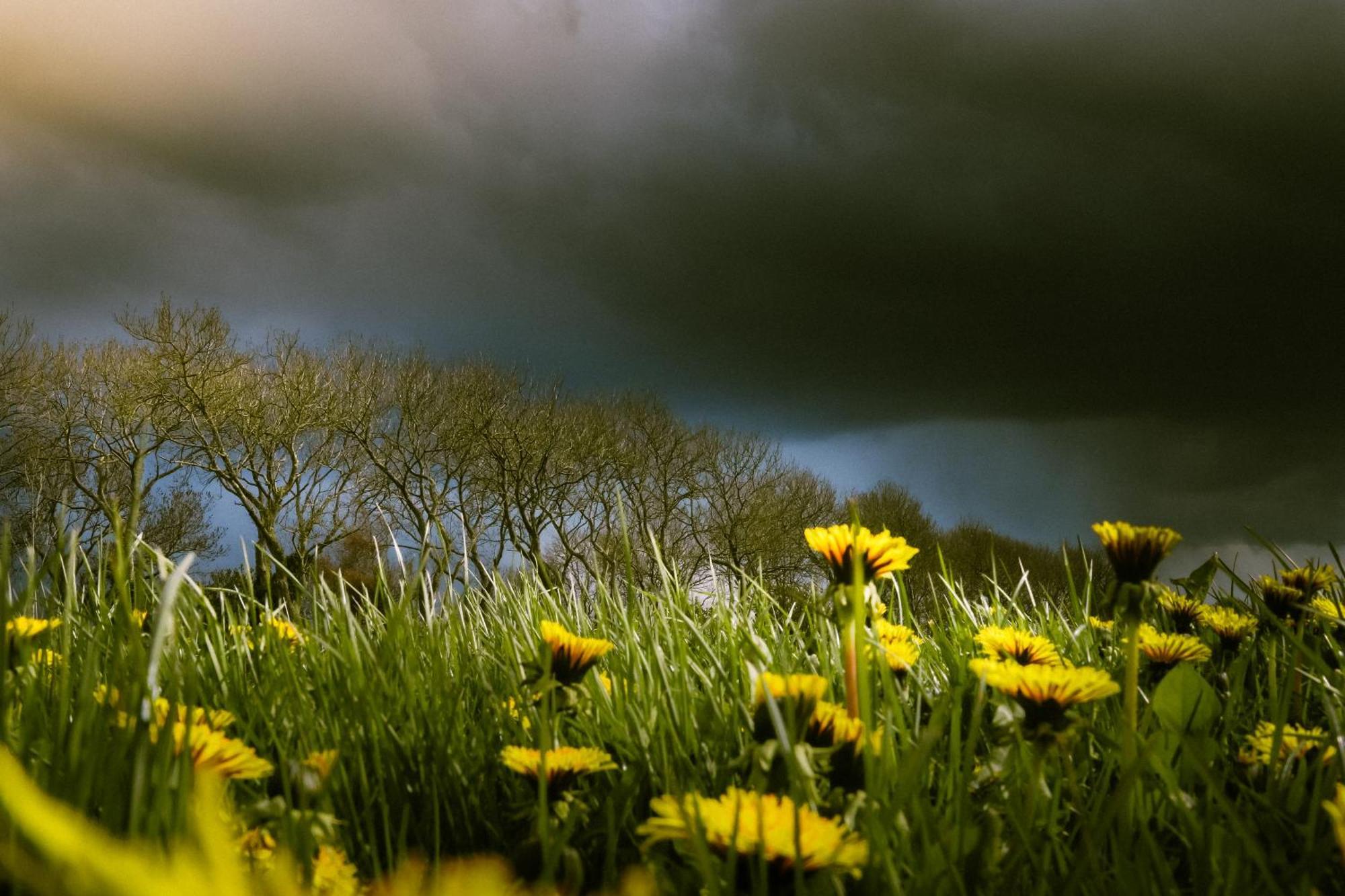Cynnewille Ee Bagian luar foto